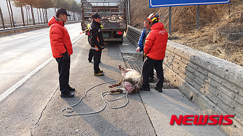 【춘천=뉴시스】예상철 기자 = 15일 오전 7시46분께 강원 춘천시 동산면 원창리 370㎞ 지점 원무2터널 진입로에서 돼지 40마리를 싣고 홍천방면으로 운행하던 4.5ｔ트럭에서 돼지 3마리가 떨어져 2마리는 즉사하고 1마리는 생포하고 있다. 2015.03.15. (사진=홍천소방서 제공)&nbsp; yesc@newsis.com