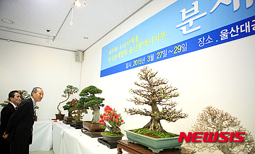 【울산=뉴시스】고은희 기자 = 27일 울산 남구 옥동 울산대공원 전시관에서 한국분재협회 울산시지부(지부장 최대봉)가 19번째 전시회를 열고 있다.&nbsp; 수십 년간 사랑의 손길로 가꾼 분재가 눈길을 사로잡고 있다. 2015.03.27.&nbsp; gogo@newsis.com