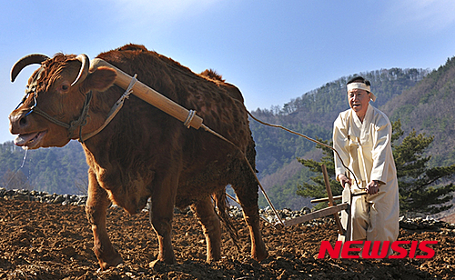 【정선=뉴시스】홍춘봉 기자 = 전정환 강원 정선군수가 지난 28일 동강문화예술제 추진위원회가 주최한 정선 동강문화예술제에서 전통 복장으로 밭갈이 시연을 하고 있다. 2015.03.29. (사진=정선군 제공)&nbsp; photo@newsis.com&nbsp;