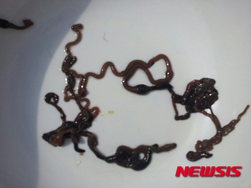 【고양=뉴시스】이경환 기자 = 경기 고양시 행주어촌계 어민들은 한강 하류에 끈벌레가 기하급수적으로 늘어 어업을 중단키로 했다고 5일 밝혔다. 사진은 어민들이 잡아 올린 끈벌레다. 2015.04.05.(사진=행주어촌계 제공)&nbsp; lkh@newsis.com