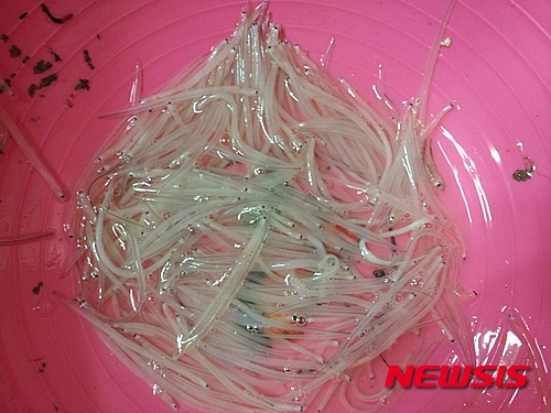 【고양=뉴시스】이경환 기자 = 경기 고양시 행주어촌계 어민들은 한강 하류에 끈벌레가 기하급수적으로 늘어 어업을 중단키로 했다고 5일 밝혔다. 사진은 어민들이 잡아 올린 실뱀장어가 끈벌레로 인해 폐사한 모습이다. 2015.04.05.(사진=행주어촌계 제공)&nbsp; lkh@newsis.com