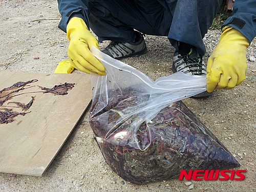 【고양=뉴시스】이경환 기자 = 경기 고양시 행주어촌계 어민들은 한강 하류에 끈벌레가 기하급수적으로 늘어 어업을 중단키로 했다고 5일 밝혔다. 사진은 어민들이 잡아 올린 끈벌레의 모습이다. 2015.04.05.(사진=행주어촌계 제공)&nbsp; lkh@newsis.com