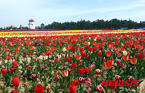 【신안=뉴시스】박상수 기자 = 17일 오후 전남 신안군 임자면 튤립공원에 형형색색의 튤립이 만개해 관광객들을 맞고 있다. 신안군은 오는 26일까지 '신안튤립축제'를 개최한다. 2015.04.17&nbsp; parkss@newsis.com