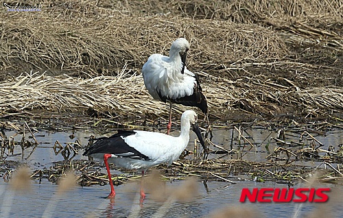  【진천=뉴시스】강신욱 기자 = 26일 충북 진천군 진천읍 농다리 상류 백곡천에서 한국교원대 청람황새공원을 뛰쳐나간 암컷 황새 '미호'(아래)와 수컷 황새 '진천'이 노닐고 있다. 2015.04.27. (사진=임영섭 조류사진작가 제공)&nbsp;&nbsp; photo@newsis.com