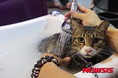 【서울=뉴시스】윤신근 박사(수의사) = 개가 엉덩이를 바닥에 문지르면서 걸어간다거나, 엉덩이를 혀로 핥기 위해 안간힘을 쓰는 경우를 종종 볼 수 있다. 기생충이 원인인 것으로 착각하기 쉬우나 이것은 항문낭의 이상 때문인 경우가 많다. 