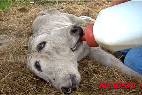 【서울=뉴시스】머리 2개 달린 송아지가 미국 플로리다주(州) 베이커 카운티에 있는 한 농장에서 젖을 먹고 있다. 현지 TV 방송사 WTLV 등 여러 현지 언론이 지난 3일(현지시간) 베이커 카운티에 있는 농장에서 지난달 말에 이 송아지가 태어났다고 전했다. 이 송아지가 태어난 농장의 주인인 드와이트 크루즈는 60년 넘게 가축을 키우면서 머리가 2개인 송아지가 태어난 것은 처음이라고 밝혔다. 2015.05.10 (사진출처: WTLV 인터넷판)