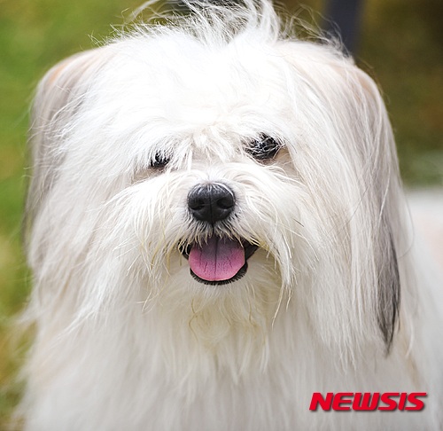 【서울=뉴시스】윤신근 박사(동물학·수의사) = 반려동물 문화와 산업이 지난 20년간 얼마나 발전했는가를 가장 잘 드러내는 것이 사료다. 1990년대 초반까지만 해도 반려견은커녕 애견 취급도 받지 못하던 개에게 집에서 먹다 남은 음식들을 걷어 먹이는 것은 당연했다. 뜨겁고 맵거나 짠 음식이 개의 건강에 해롭다고 ‘애견백과’에 쓰여 있었지만, 그런 책을 읽는 사람은 드물었다.