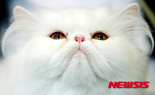 【서울=뉴시스】윤신근 박사(동물학·수의사) = 반려동물 문화와 산업이 지난 20년간 얼마나 발전했는가를 가장 잘 드러내는 것이 사료다. 1990년대 초반까지만 해도 반려견은커녕 애견 취급도 받지 못하던 개에게 집에서 먹다 남은 음식들을 걷어 먹이는 것은 당연했다. 뜨겁고 맵거나 짠 음식이 개의 건강에 해롭다고 ‘애견백과’에 쓰여 있었지만, 그런 책을 읽는 사람은 드물었다.