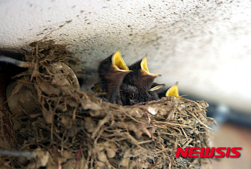 【울산=뉴시스】고은희 기자 = 21일 울산 동구 주전마을의 한 횟집 처마 밑에서 어미를 기다리는 새끼 제비들의 모습이 앙증맞다. 2015.05.21.&nbsp; gogo@newsis.com
