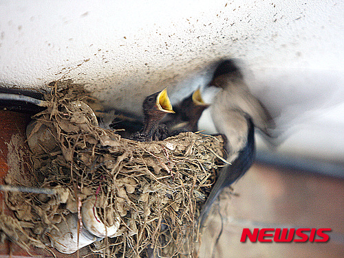 【울산=뉴시스】고은희 기자 = 21일 울산 동구 주전마을의 한 횟집 처마 밑에서 어미 제비가 새끼에게 먹이를 주고 있다. 2015.05.21.&nbsp; gogo@newsis.com