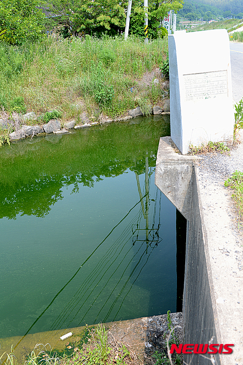 【나주=뉴시스】이창우 기자 = 한여름 같은 5월 폭염으로 연일 30도를 웃도는 기온이 이어지고 있는 가운데 31일 오전 전남 나주시 안창동 구진교 아래 영산강 지류는 짙은 녹조로 물들어 가고 있다. 2015.05.31 lcw@newsis.com