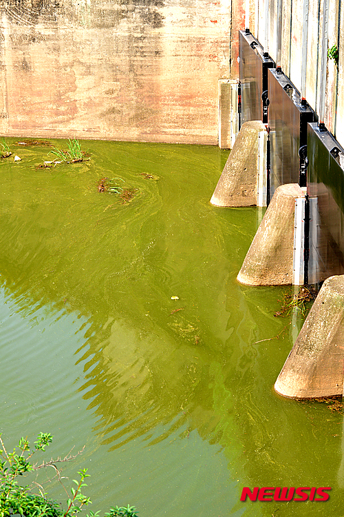 【나주=뉴시스】이창우 기자 = 한여름 같은 5월 폭염으로 연일 30도를 웃도는 기온이 이어지고 있는 가운데 31일 오전 전남 나주 영산동 영산1배수문 교각 밑 봉황천. 영산강 지류 중 한곳인 이곳 지류는 수문교를 경계로 영산강 본류와 만나는 지점에서 이미 녹조 띠가 고개를 내밀고 있다. 2015.05.31 lcw@newsis.com