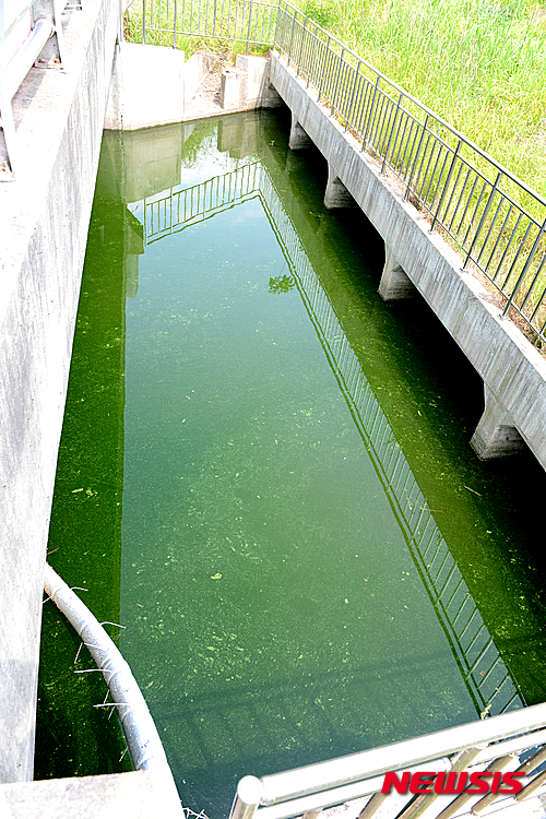 【나주=뉴시스】이창우 기자 = 한여름 같은 5월 폭염으로 연일 30도를 웃도는 기온이 이어지고 있는 가운데 31일 오전 전남 나주시 안창동 구진교 아래 영산강 지류는 짙은 녹조로 물들어 가고 있다. 2015.05.31 lcw@newsis.com