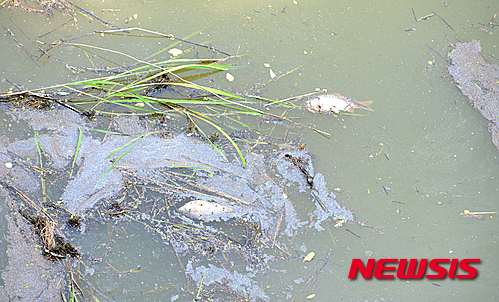 【나주=뉴시스】이창우 기자 = 한여름 같은 5월 폭염으로 연일 30도를 웃도는 기온이 이어지고 있는 가운데 31일 오전 전남 나주 영산동 영산1배수문 교각 밑 봉황천. 영산강 지류 중 한곳인 이곳에서도 이미 녹조 띠가 관찰되고 있는 가운데 씨알 굵은 붕어들이 죽은 채 물 위에 떠다니고 있다. 2015.05.31 lcw@newsis.com
