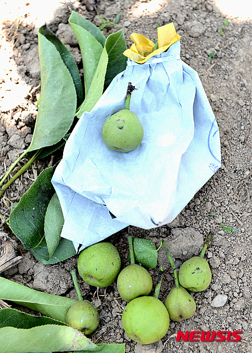 【나주=뉴시스】이창우 기자 = 4일 국내 최대의 배 주산지인 전남 나주배 과수 농가를 중심으로 생장촉진제(지베렐린·Gibberellin) 품질 불량에 의한 부작용 논란이 확산되고 있다. 사진은 나주 부덕동 한모(65)씨의 신고배 재배단지. 한씨는 "A사가 제조한 촉진제를 구입해 사용한지 10일 뒤부터 배 열매 꼭지(줄기)가 까맣게 타들어 가면서 낙과 피해가 이어지고 있다"고 주장했다. 2015.06.04&nbsp; lcw@newsis.com 