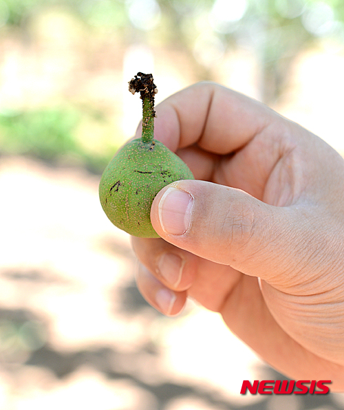 【나주=뉴시스】이창우 기자 = 4일 국내 최대의 배 주산지인 전남 나주배 과수 농가를 중심으로 생장촉진제(지베렐린·Gibberellin) 품질 불량에 의한 부작용 논란이 확산되고 있다. 사진은 나주 부덕동 한모(65)씨의 신고배 재배단지. 한씨는 "A사가 제조한 촉진제를 구입해 사용한지 10일 뒤부터 배 열매 꼭지(줄기)가 까맣게 타들어 가면서 낙과 피해가 이어지고 있다"고 주장했다. 2015.06.04&nbsp; lcw@newsis.com 