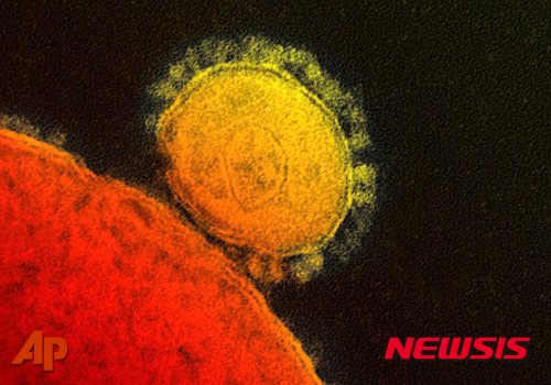 【인디애나폴리스=AP/뉴시스】메르스의 경우 불과 3년 전인 2012년 4월 최초의 환자가 보고된 탓에 1990년대부터 개발되고 있는 에볼라 백신보다도 개발 진행 상황은 더욱 더디다. 백신 개발에 수 년에서 길게는 10년 이상씩 걸린다는 것을 고려하면 이런 초기 개발이 실제 성과로 이어질지는 미지수로 보는 주장이 우세하다. 지난 2012년 미국 알레르기 및 전염병 연구소가 제공한, 메르스 코로나 바이러스의 유전 형질을 색상화해서 보여주는 사진. 2015.06.04 