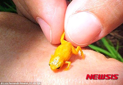 【서울=뉴시스】황금개구리과(Brachycephalus)에 속하는 7개의 개구리 신종이 브라질 대서양 열대우림에서 발견됐다. 이 개구리종은 다 자라도 크기가 1㎝미만이다. (사진출처: 영국 데일리메일) 2015.06.05.&nbsp; 