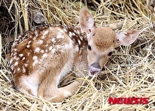 【부산=뉴시스】하경민 기자 = 한국해양대는 지난 18일 새벽 부산 영도구 대학 캠퍼스 기숙사 뒤 사육장에서 아기 꽃사슴 1마리가 태어났다고 19일 밝혔다. 2015.06.19. (사진=한국해양대 제공)&nbsp; yulnetphoto@newsis.com
