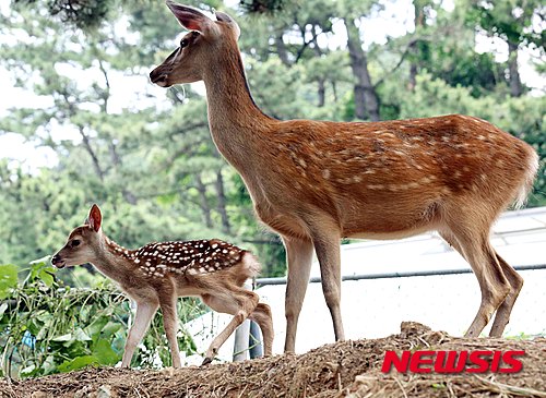 【부산=뉴시스】하경민 기자 = 한국해양대는 지난 18일 새벽 부산 영도구 대학 캠퍼스 기숙사 뒤 사육장에서 아기 꽃사슴 1마리가 태어났다고 19일 밝혔다.&nbsp; 사진은 어미와 함께 있는 아기 꽃사슴의 모습. 2015.06.19. (사진=한국해양대 제공)&nbsp; yulnetphoto@newsis.com