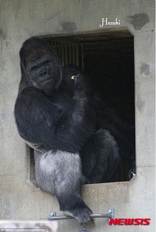 【서울=뉴시스】'샤바니'라는 이름을 가진 고릴라가 잘생긴 외모로 동물원 여성 방문객을 끌어들이고 있다. 18살이 된 샤바니는 트위터를 통해 '잘생긴 외모'가 입소문이 났다. 2015.06.26. (사진출처: 영국 데일리메일) 