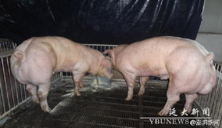 【서울=뉴시스】국내 과학자가 이끄는 한·중 공동 연구진이 특정 유전자 교정을 통해 지방을 줄이고 근육이 많은 '슈퍼 돼지'를 만드는데 성공했다. 김진수 기초과학연구원(IBS) 유전체교정연구단장(서울대 화학부 교수)과 윤희준 중국 옌볜(延邊)대 교수 공동 연구진은 돼지의 근육 성장을 막는 유전자를 제거해 일반 돼지보다 몸집이 큰 슈퍼 돼지(이중근육 돼지)를 만들었다고 1일 밝혔다. 연볜대 홈페이지에 공개된 슈퍼 돼지의 모습. (사진출처: 옌볜대 홈페이지) 2015.07.02 