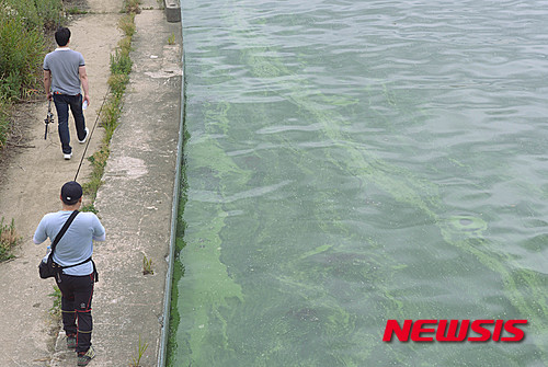 【서울=뉴시스】 장세영 기자 = 한강 하류일원에 발령된 조류경보가 잠실수중보 하류구간(행주대교~잠실대교) 전체로 확대된 8일 오후 서울 한강 성산대교 북단 인근에 낚시를 하는 시민이 녹색으로 변한 강변을 걷고 있다. 2015.07.08. photothink@newsis.com