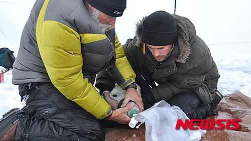 【서울=뉴시스】북부 알래스카의 보퍼트해에 있는 연구진이 북극곰의 생리적인 현상을 관찰하기 위해 북극곰의 호흡을 담고 있다. 과학저널 사이언스지에서 온난화로 먹이 부족에 시달리고 있는 북극곰이 동면을 통해 견디는 것이 아니라 굶어 죽는다는 내용의 논문을 발표했다. (사진출처:BBC) 2015.07.17.