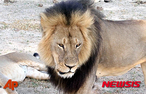 【하라레=AP/뉴시스】지난 2012 11월 자료사진으로 짐바브웨 명물 사자 세실이 황게에 있는 황게 국립공원을 돌아다니고 있다. 짐바브웨 경찰은 28일(현지시간) 미국인 치과 의사 워터 제임스 파머가 지난 7월 석궁으로 세실을 사냥한 혐의로 그를 찾고 있다고 밝혔다. 동물보호단체와 여러 인사가 이번 사자 사냥을 비난했다. 2015.07.29