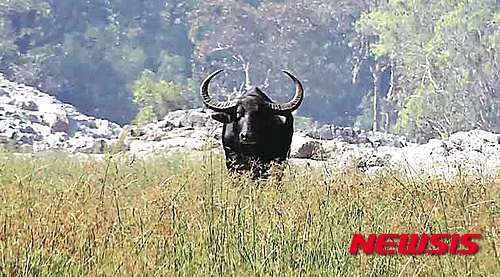 【서울=뉴시스】인도의 버팔로(물소) 수출이 급증하면서 인도가&nbsp; 브라질, 호주와 같이 상대적으로 쇠고기 산업이 더 확립된 공급자들을 제치고 2014년 세계 최대 쇠고기 수출국으로 등극했다. 소는 인도에서 신성시되며 숭배 대상인 일반 소를 도살할 경우 실형이 선고된다. 사진은 인도의 물쇠. <사진 출처 