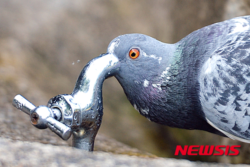 【서울=뉴시스】임태훈 기자 = 전국 대부분 지역에 폭염특보가 발효되는 등 유례없는 찜통더위가 계속되고 있는 6일 오후 서울 용산구 효창공원에 수돗가에서 비둘기가 목을 축이고 있다. 2015.08.06. taehoonlim@newsis.com