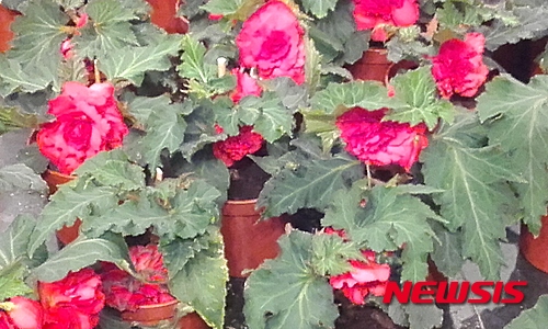 【뉴욕=뉴시스】노창현 특파원 = 러시아 수도 모스크바에서 '김일성화(花)'와 '김정일화' 전시회가 열렸다고 '글로벌웹진' 뉴스로가 전했다. 이번 전시회는 러시아 주재 북한 대사관이 해방 70주년 기념사업의 일환으로 14일부터 16일까지 모스크바 중앙예술관에서 개최했다. 김일성화는 인도네시아의 한 육종학자가 개량한 난초과 품종으로 1965년에 인도네시아를 방문한 김일성에게 수카르노 초대 인도네시아 대통령이 선물하며 김일성화로 명명했다. 김정일화(김정일리아)는 1988년 김정일의 46세 생일 때 일본의 식물학자가 품종 개량한 것이다. 전시공간 중앙에 김일성화를 전시하고 주위를 둘러서 김정일화가 배치돼 있었다. 김정일화는 500루블(약 1만500원)에 구입도 가능했다. 전시장 한켠에선 북한의 도우미 여성 3명이 유창한 러시아어로 관람을 돕는 모습이었다. 사진은 김정일화. 2015.08.16. <사진=모스크바프레스 제공> robin@newsis.com