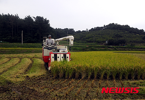 【무안=뉴시스】박상수 기자 = 전남 무안군은 일로읍 지장리 안행수(60)씨가 조기재배한 벼를 올 처음으로 지난 18일부터 20일까지 3일간에 걸쳐 수확했다고 20일 밝혔다. 2015.08.20 (사진=무안군 제공)&nbsp; photo@newsis.com