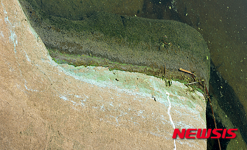 【나주=뉴시스】이창우 기자 = 28일 광주환경운동연합과 광주전남불교환경연대, 대한하천학회가 마련한 4대강 영산강구간 녹조 현장 조사가 나주시 영강동 영산교 밑 영산강 중류지점에서 이뤄졌다. 강변에 설치된 토사유출 방지용 석축에 물들어 있는 쪽빛 띠는 독소를 포함하고 있는 남조류 마이크로시스티스(Microcystis)의 흔적으로 밝혀졌다. 2015.08.28&nbsp; lcw@newsis.com