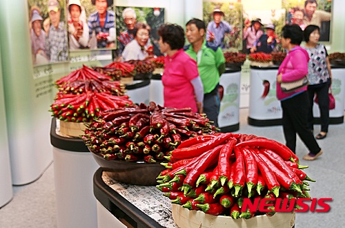 【괴산=뉴시스】강신욱 기자 = 충북 괴산군의 대표 축제인 2015 괴산고추축제 사흘째인 29일 고추별별마당에는 품평회에 출품된 건고추와 홍고추가 방문객의 시선을 끌고 있다. 2015.08.29.&nbsp;&nbsp; ksw64@newsis.com