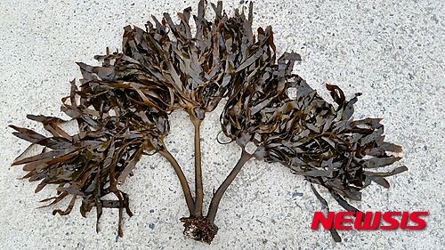 FIRA, 국내 최초 '대황' 해조류로 바다숲 조성