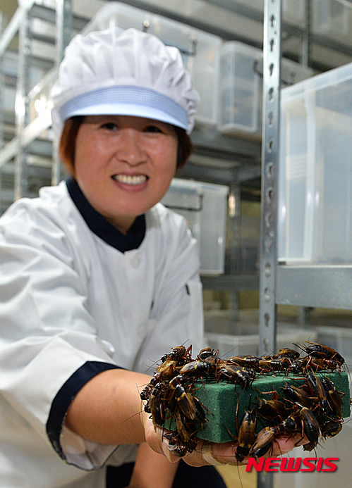 【정선=뉴시스】홍춘봉 기자 = 강원 정선군 임계면에 마련된 국내 최초 귀뚜라미 사육장에서 한 직원이 식용가능한 귀뚜라미를 들어보이고 있다. 2015.09.09. (사진=정선군 제공) photo@newsis.com