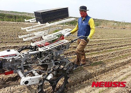 【영광=뉴시스】이창우 기자 = 15일 전남 영광군에 따르면 군 농업기술센터 주관으로 7년여 동안 대파재배 농업인과 농기계 업체와의 노력 끝에 제작 보급된 '대파 이식기'가 농가의 노동력과 경영비 절감, 농가 소득향상에 탁월한 효과를 거두고 있다.&nbsp;&nbsp; 지난 10일부터 출하 중인 영광 대파는 3.3㎡당 1만6000원에 밭떼기로 거래 되고 있다. 사진은 지난 5월 중순께 염산면 두우리 대파 주산단지 내에 위치한 박모씨의 밭 1만4850㎡에서 이식기를 활용해 첫 시작된 대파 농사. 2015.09.15 (사진=영광군 제공)&nbsp; lcw@newsis.com