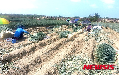 【영광=뉴시스】이창우 기자 = 15일 전남 영광군에 따르면 군 농업기술센터 주관으로 7년여 동안 대파재배 농업인과 농기계 업체와의 노력 끝에 제작 보급된 '대파 이식기'가 농가의 노동력과 경영비 절감, 농가 소득향상에 탁월한 효과를 거두고 있다. 지난 10일부터 출하 중인 영광 대파는 3.3㎡당 1만6000원에 밭떼기로 거래 되고 있다. 2015.09.15 (사진=영광군 제공)&nbsp; lcw@newsis.com