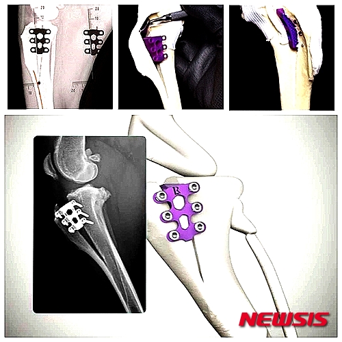 【서울=뉴시스】윤신근 원장 (수의사·윤신근박사애견종합병원) = 개나 고양이의 뼈에 금이 갔는지 부러졌는지, 눈으로 봐서는 알 수 없다. 동물이 다리를 심하게 절면 반드시 X레이를 찍어봐야 하는 이유다.&nbsp; 개의 뒷다리는 골반 골절, 척추 디스크 탈출, 경추 불안정 등으로 약해질 수 있다. 골반 골절은 주로 교통사고 탓이다. 경추의 불안정은 1, 2세의 도베르만핀셔나 그레이트데인에게서 흔하다.&nbsp; 동물육종학 박사·www.dogs.co.kr