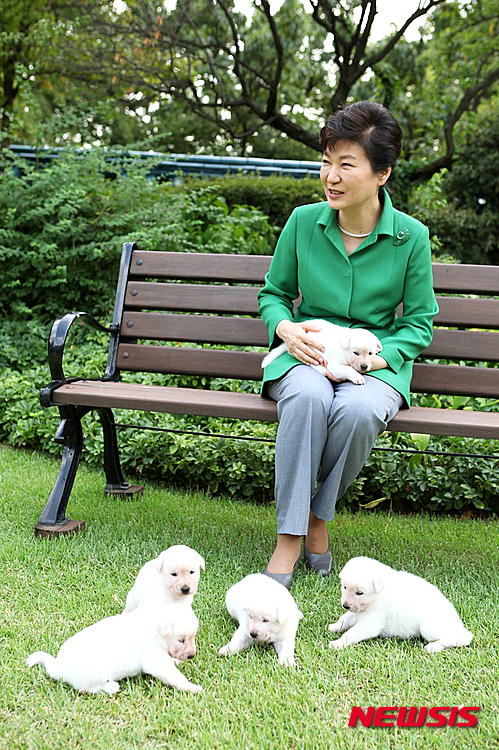 【서울=뉴시스】박근혜 대통령이 청와대 관저에서 태어난 진돗개 강아지 5마리의 이름을 평화ㆍ통일ㆍ금강ㆍ한라ㆍ백두로 정했다고 20일 자신의 페이스북을 통해 밝혔다.  박 대통령은 페이스북에 '희망이 새롬이의 5마리 강아지들은 이젠 눈도 뜨고 어미 품에서 행복하고 건강하게 잘 지내고 있습니다', '그동안 여러분께서 좋은 이름들을 많이 보내주셨는데 많은 생각 끝에 장석원님께서 지어주신 평화, 통일, 금강, 한라, 백두로 정했습니다' 라고 적었다.  이 들 강아지는 박 대통령이 청와대에 들어올 때 삼성동의 주민들이 선물한 진돗개 희망의와 새롬이 사이에서 지난주에 태어났다. 2015.09.20. (사진=박근혜대통령 페이스북)  photo@newsis.com