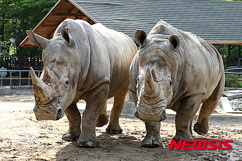 【서울=뉴시스】서울대공원서 사육중인 멸종위기종 흰코뿔소.&nbsp;&nbsp;&nbsp; (사진 = 서울대공원 제공)&nbsp;&nbsp; photo@newsis.com