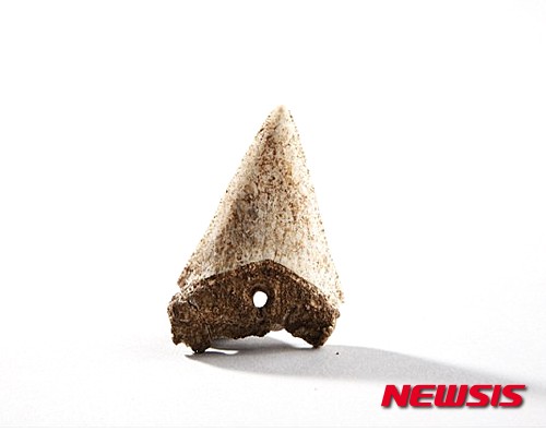 【서울=뉴시스】상어 이빨로 만든 목걸이(부산 가덕도 장항유적, 신석기시대)