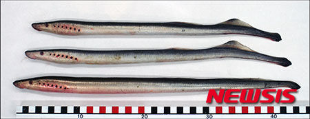 【서울=뉴시스】지난 6월 초 미국 알래스카주(州) 페어뱅크스 지역에 4마리의 칠성장어가 발견됐다. 갈매기가 물 속에서 낚아채 가다 떨어뜨렸다는 짐작만 있을 뿐 왜 칠성장어가 내륙에서 발견됐는지는 아직 미스터리다. 칠성장어는 이빨과 빨판을 이용해 다른 물고기의 피를 빨아먹고 생활한다. 몸통에 난 구멍 7개는 아가미다. (사진출처: newsminer) 2015.09.25.