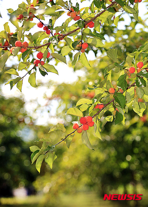 【밀양=뉴시스】안지율 기자 = 경남 밀양시 산외면 '밀양 꾸지뽕 영농조합법인' 농장에 빨갛게 익은 꾸지뽕 열매. 2018.10.30. (사진=밀양시 제공)&nbsp;&nbsp; photo@newsis.com