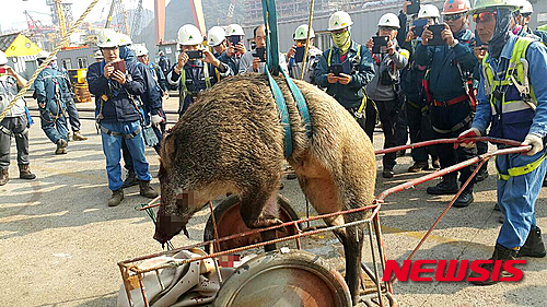 【울산=뉴시스】안정섭 기자 = 24일 오전 울산 동구 현대중공업 울산 본사 해양사업부에서 직원들이 숨진 멧돼지를 옮기고 있다.&nbsp; 이날 오전 7시55분부터 1시간30분간 현대미포조선과 현대중공업 해양사업부 일대를 돌아다니던 멧돼지는 신고를 받고 출동한 야생동물 기동포획단에 의해 사살됐다. 2015.10.24. (사진=독자 제공)&nbsp; photo@newsis.com
