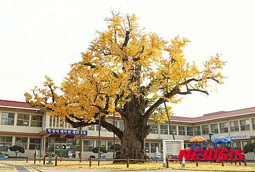 【괴산=뉴시스】강신욱 기자 = 28일 충북 괴산군 청안면 읍내리 청안초등학교 교정에 있는 천연기념물 165호 '괴산 읍내리 은행나무'가 노랗게 물들어 있다. 이 은행나무는 수령이 1000년 정도 된 것으로 추정되고 있다. 2015.10.28.&nbsp;&nbsp; ksw64@newsis.com 