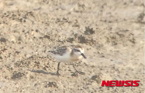 【목포=뉴시스】박상수 기자 = 목포지방해양수산청은 최근 전남 무안습지 모니터링사업 추진 중 국제적 멸종위기조류인 '넓적부리도요' 1개체가 관찰됐다고 28일 밝혔다. 사진은 연구용역을 추진 중인 섬갯벌연구소가 지난달 중순 무안갯벌습지에서 촬영한 넓적부리도요. 2015.10.28 (사진=목포해수청 제공)&nbsp; photo@newsis.com