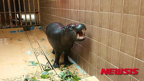 【서울=뉴시스】암컷 피그미 하마 나몽.&nbsp;&nbsp;&nbsp; (사진 = 서울대공원 제공)&nbsp;&nbsp; photo@newsis.com