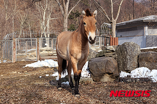 【서울=뉴시스】위풍당당한 몽고 야생말 '용보' (사진 = 서울대공원 제공) photo@newsis.com